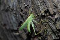 Meconema thalassinum