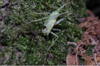 Meconema meridionale