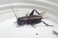 Gryllus campestris