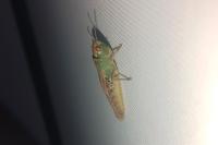 Pseudochorthippus parallelus