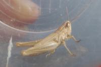 Euchorthippus declivus