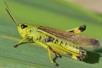 Stethophyma grossum