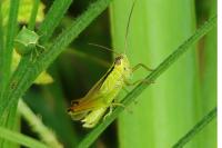 Mecostethus parapleurus