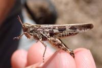 Aiolopus thalassinus