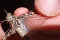 Aiolopus thalassinus