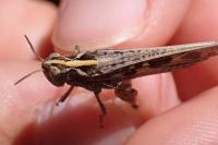 Aiolopus thalassinus