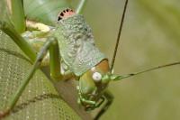 Uromenus rugosicollis