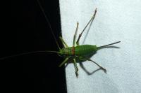 Ephippiger diurnus