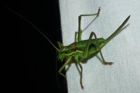 Ephippiger diurnus