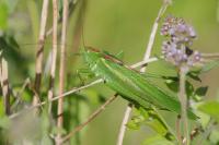 Tettigonia viridissima