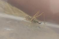 Tessellana tessellata
