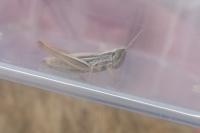 Euchorthippus declivus