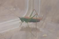 Conocephalus fuscus