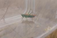 Conocephalus fuscus