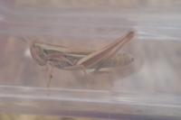 Euchorthippus declivus