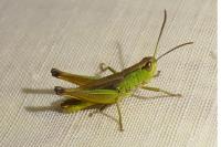 Pseudochorthippus parallelus