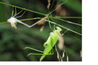 Phaneroptera nana