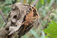 Uromenus rugosicollis