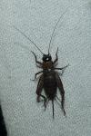 Nemobius sylvestris