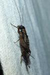 Nemobius sylvestris