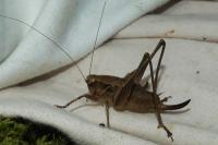 Pholidoptera griseoaptera