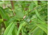 Uromenus rugosicollis