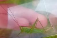 Conocephalus dorsalis