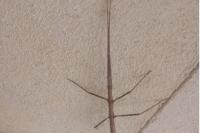 Clonopsis gallica