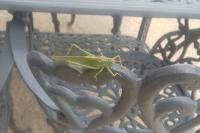 Tettigonia viridissima