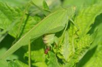 Phaneroptera nana