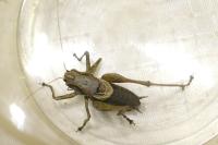 Pholidoptera griseoaptera