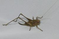 Pholidoptera griseoaptera