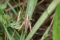 Tessellana tessellata