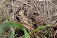 Euchorthippus declivus