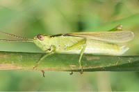 Mecostethus parapleurus