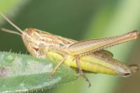 Euchorthippus declivus