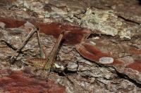 Rhacocleis annulata