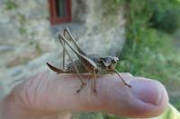 Pholidoptera griseoaptera
