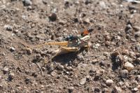 Euchorthippus declivus
