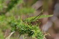 Phaneroptera falcata