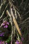 Mantis religiosa