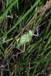 Ephippiger diurnus