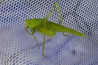 Phaneroptera nana