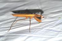 Mantis religiosa