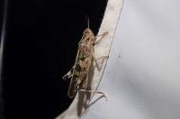 Aiolopus thalassinus