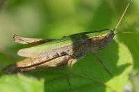 Chorthippus dorsatus
