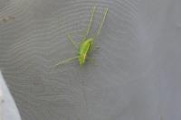 Meconema meridionale