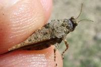 Paratettix meridionalis