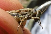 Paratettix meridionalis