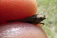 Paratettix meridionalis